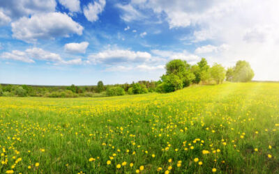 L’éveil du printemps : Renouveau, Couleurs et Vitalité