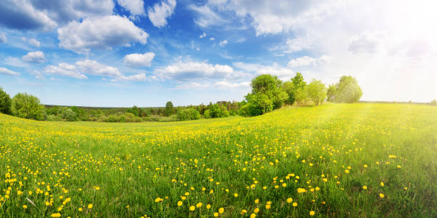 L’éveil du printemps : Renouveau, Couleurs et Vitalité